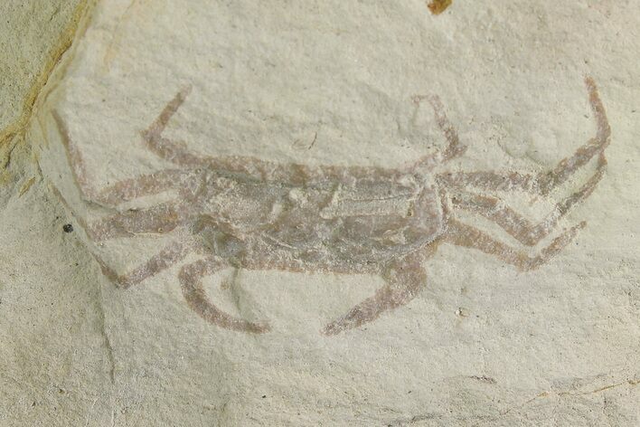 Miocene Pea Crab (Pinnixa) Fossil - California #177043